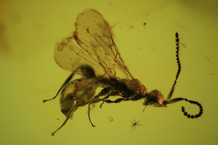 Fossil Winged Ant (Formicidae) In Baltic Amber #50628